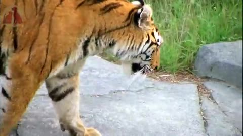 Funny tiger animal video