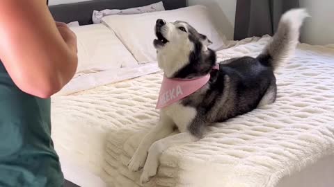 When meekathehusky is on bed she doesn't want to hear anything