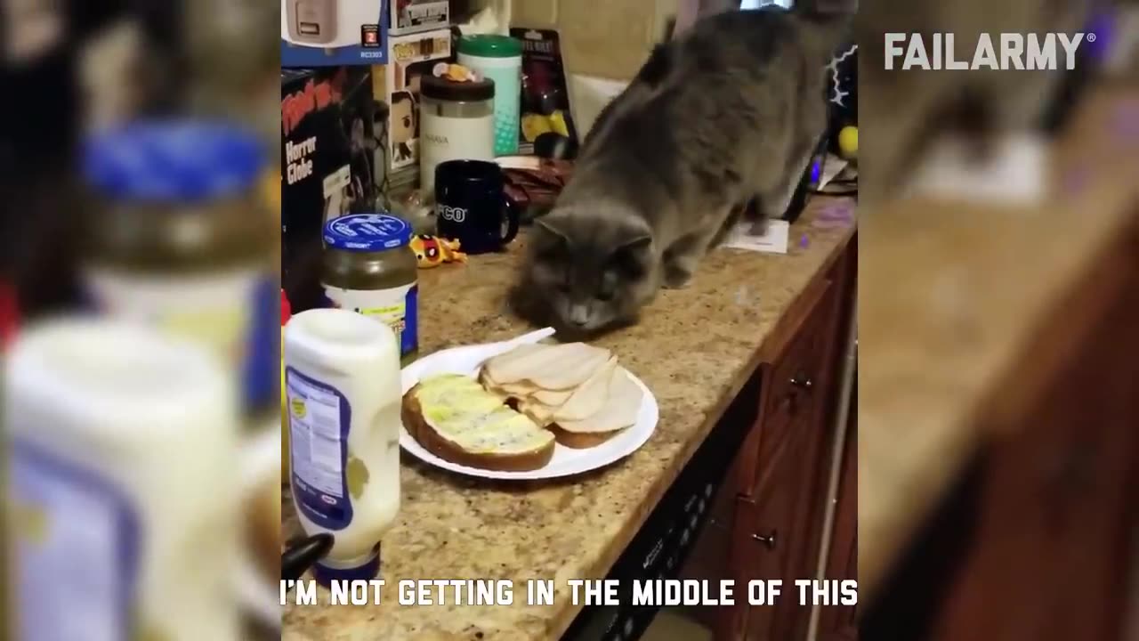 Funny Cat Fails - Funny Cat Compilation - FailArmy