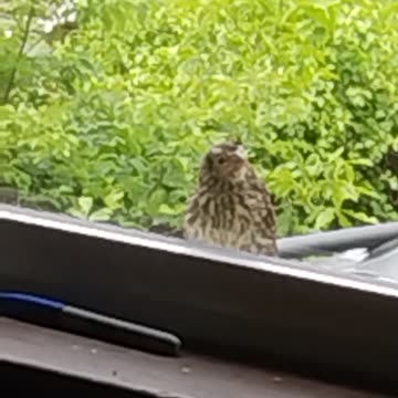 Sad/Adorable Baby Bird