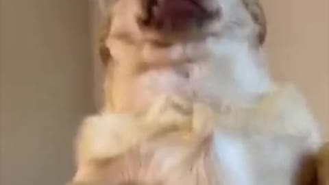 Super Funny Dog Videos Try Not Laugh