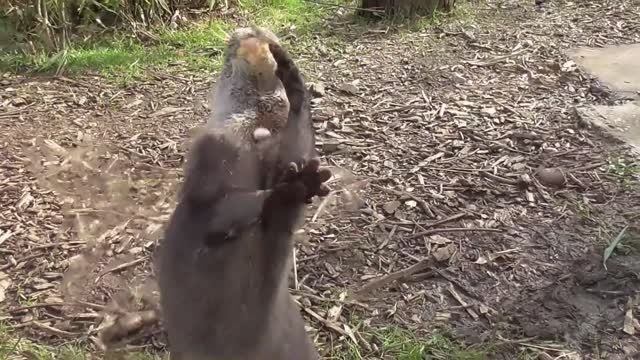 Nutria malabarista rebota piedra contra un vidrio