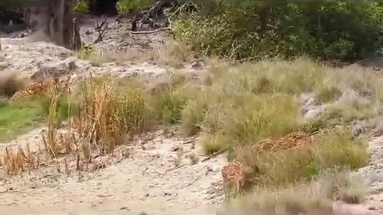 Tiger of Sunderban Attacking to Deer