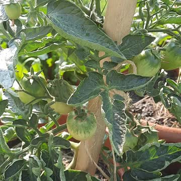 Amazing Tomatoes Plants