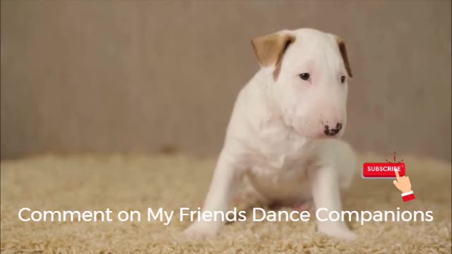 Dancing Puppy