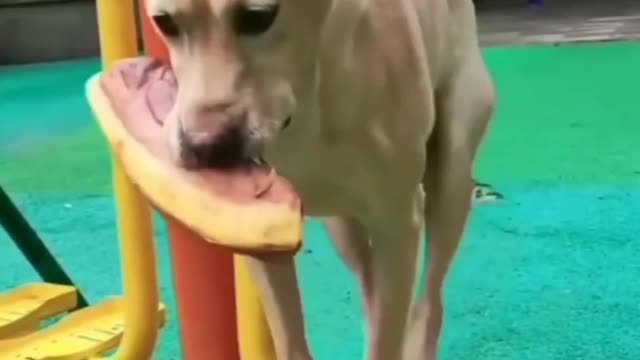 Thug dog😎🔥.| Funny dog videos. #dogs #pets #animals