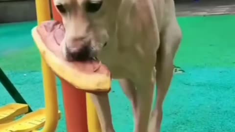 Thug dog😎🔥.| Funny dog videos. #dogs #pets #animals