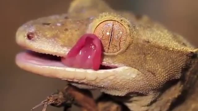 Geckos have no eyelids.