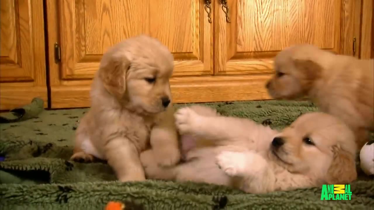 Growing Up Golden: Golden Retriever Puppies | Too Cute!