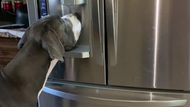 Great Dane Knows How to Use Ice Machine