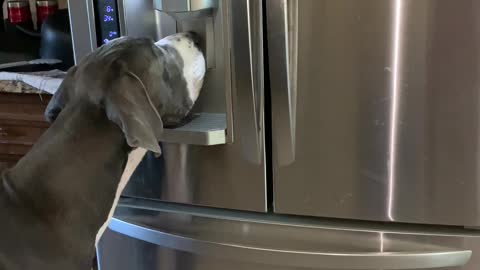 Great Dane Knows How to Use Ice Machine