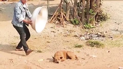 Funny Video, Animals Dogs and Cats| #Funny #Troll #Prank# Dog # Lion # funny animal