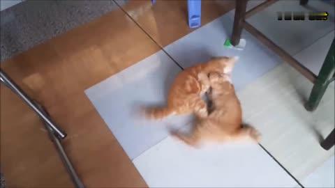 Cats Fighting and Meowing - These Two are Bloody Brothers