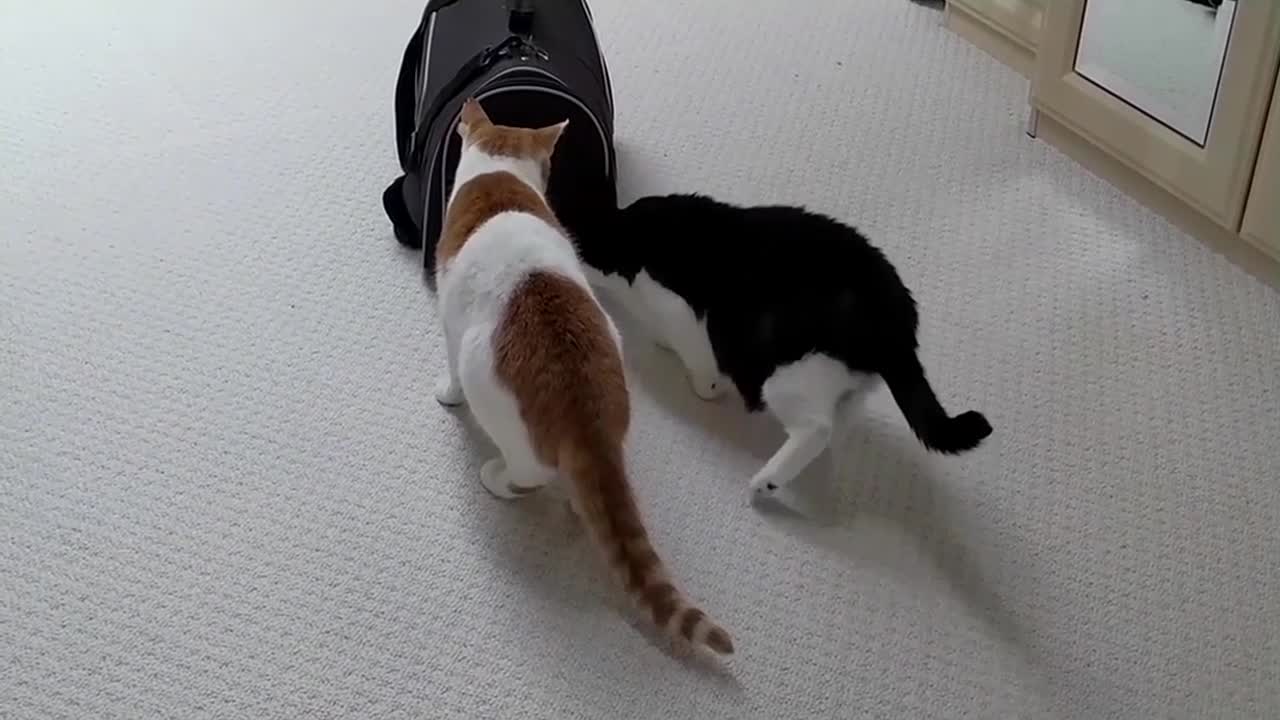 Introducing New Kitten To Adult Cats