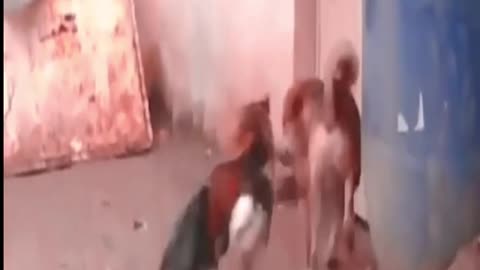 Chicken 🐔 and dogs 🐕 having cute fight 😍 😋