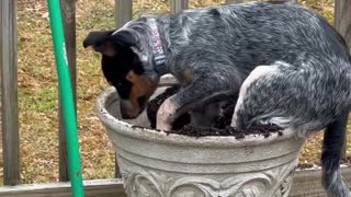 Rescue Dog Digs Into Plant Pot