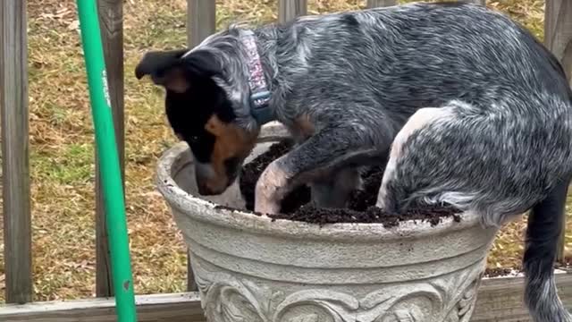 Rescue Dog Digs Into Plant Pot