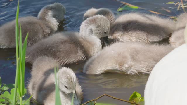 baby swans