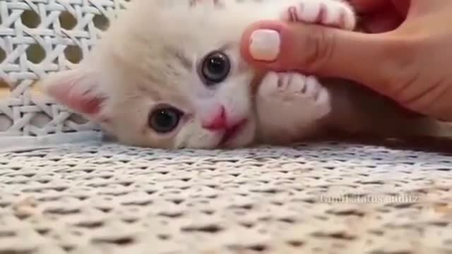 Funny cat reaction