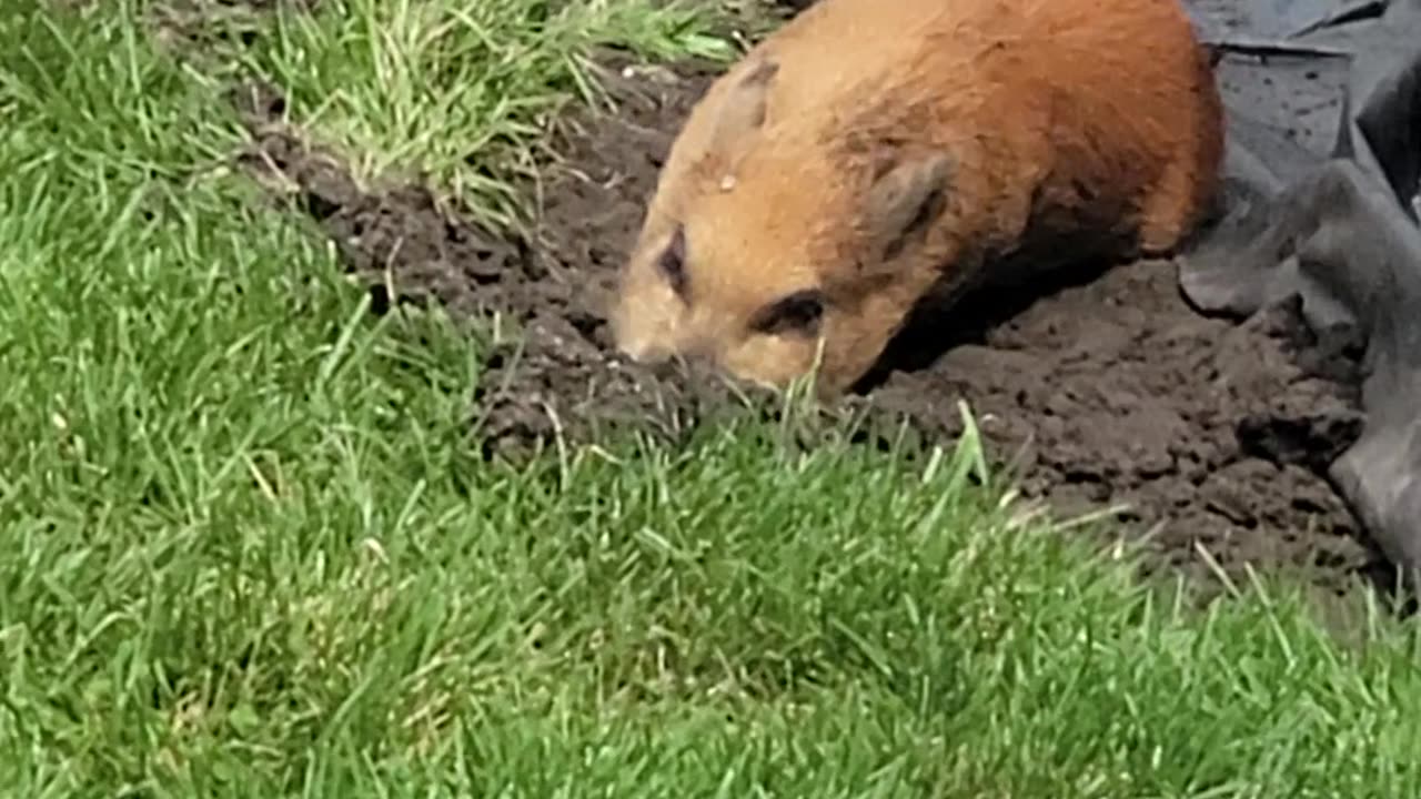 Daisy's First Mud Day!