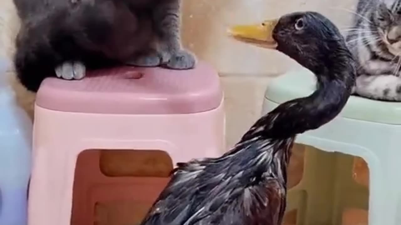 Cat memes 😂 funny cat memes , fighting with duck , cat videos , funny videos only, trending