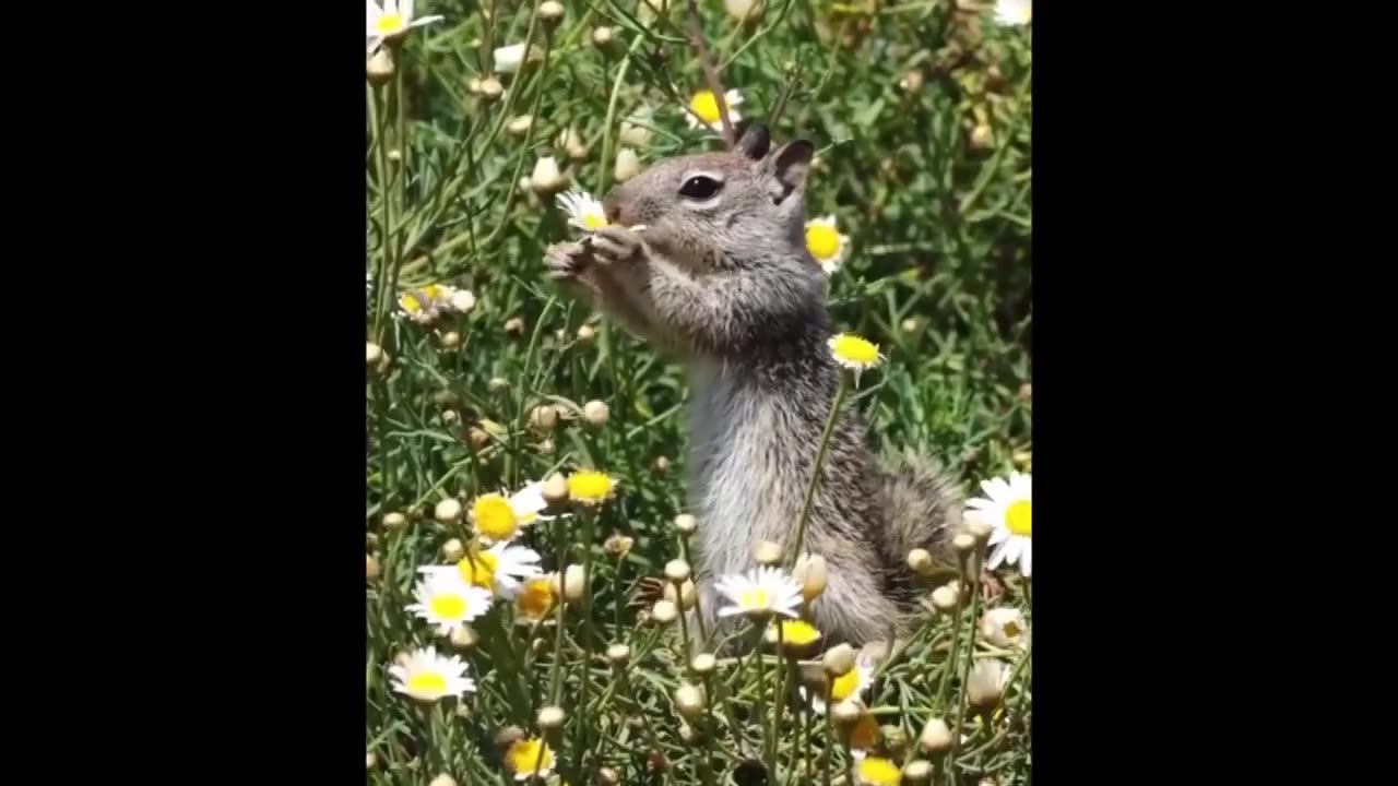 Cute Baby Animals Videos Compilation _ Funny and Cute Moment of the Animals #74