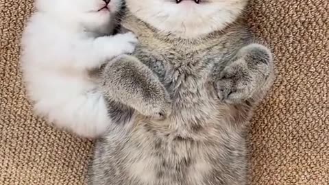 Cute Cat