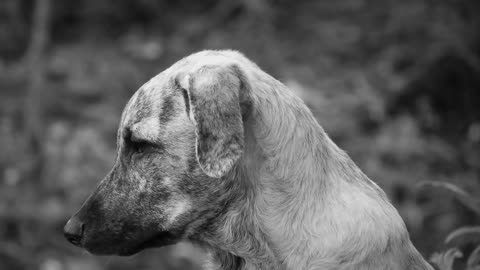 Animal Dog Can Domestic Adorable Pet Colombia