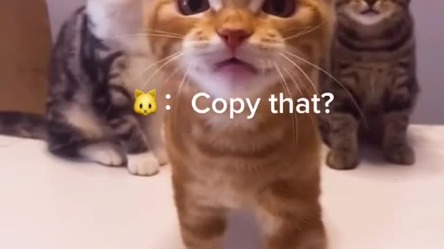 Cute and Funny Cat Videos to Keep You Smiling! 🐱 part 2