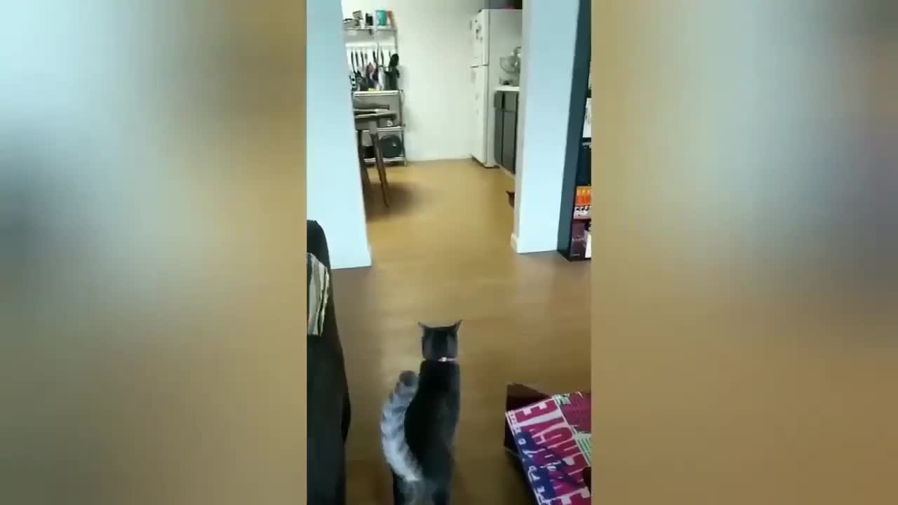 cute video