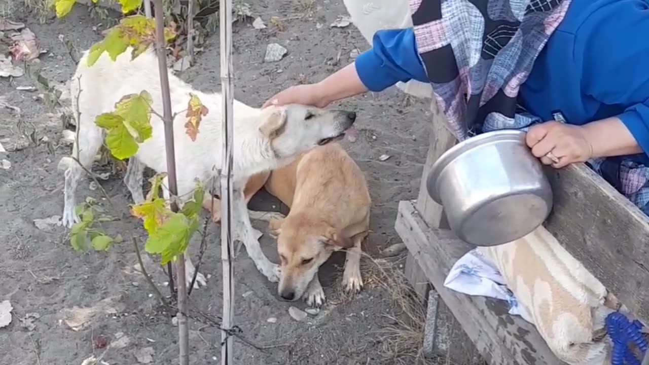 Kindness to dogs