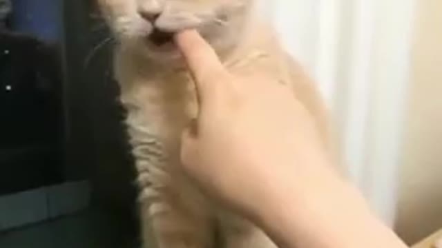 Funny cat