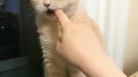 Funny cat