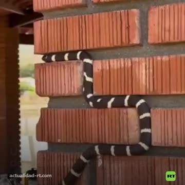 Así es como se ve el juego 'Snake' en la vida real