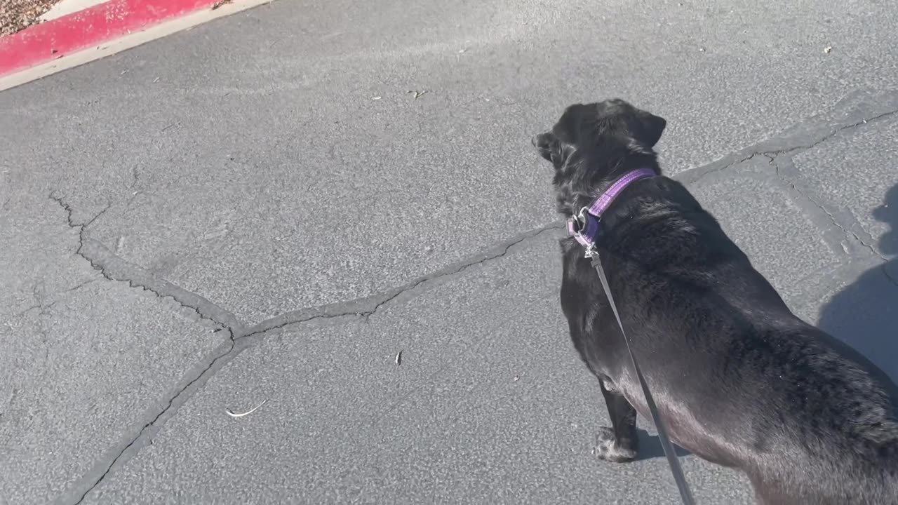 Stormy the Dog meets Stormy the Cat!