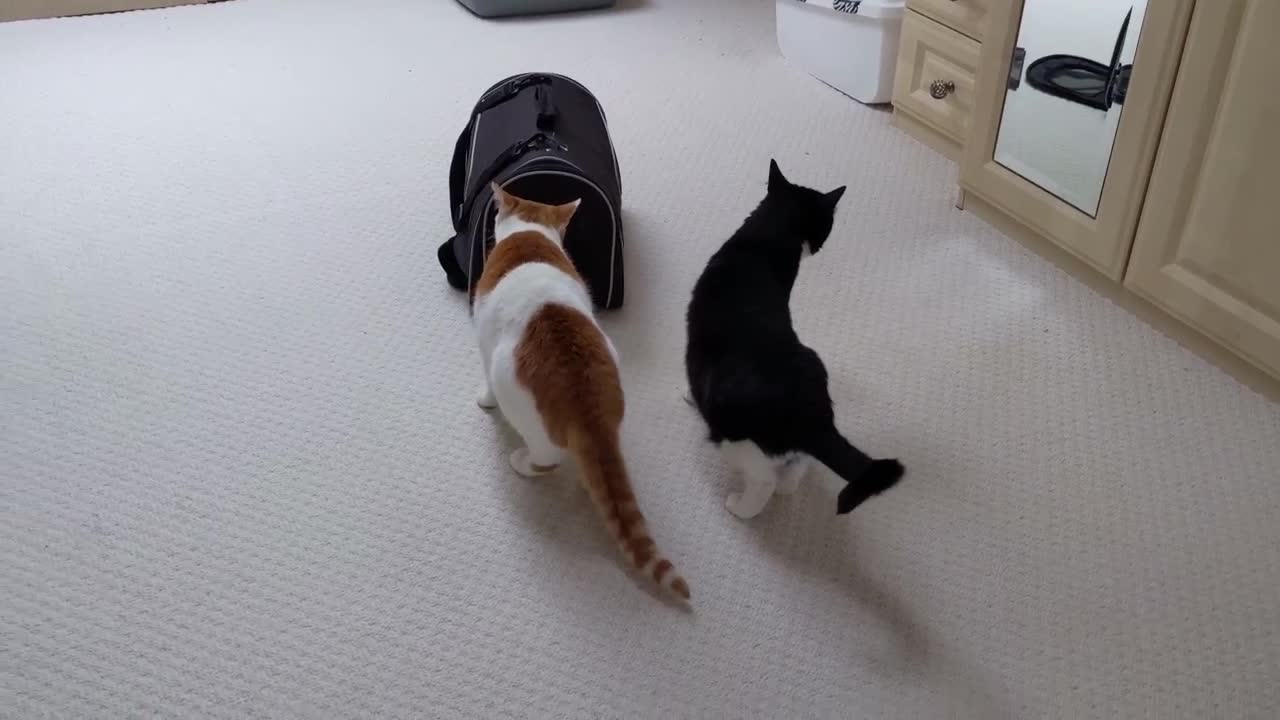 New Kitten Meets Cats For The First Time