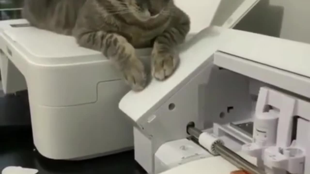 Funny cats video