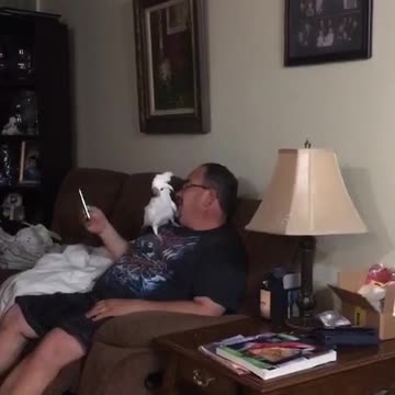 Cacatúa ladradora suena exactamente como un perro