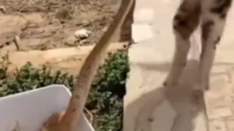 Cat VS Snake Tigon