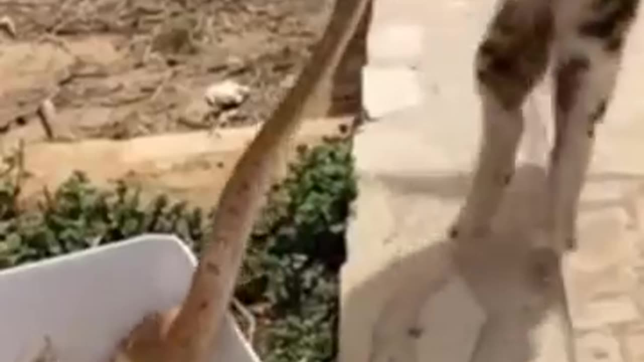 Cat VS Snake Tigon