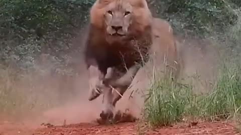 Angry Lion