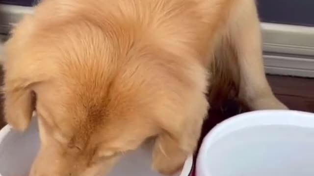 The dog is changing water for his goldfish. #dog #funny