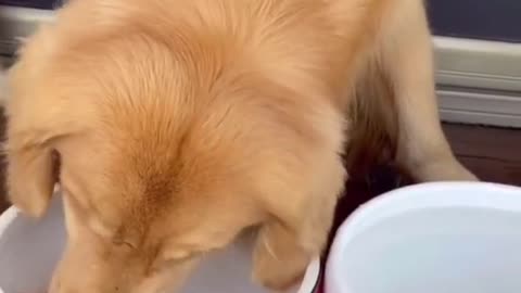 The dog is changing water for his goldfish. #dog #funny