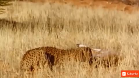 Jaguar VS Crocodile & Amazing Animal Fights - Wild Animals Documentary 2023