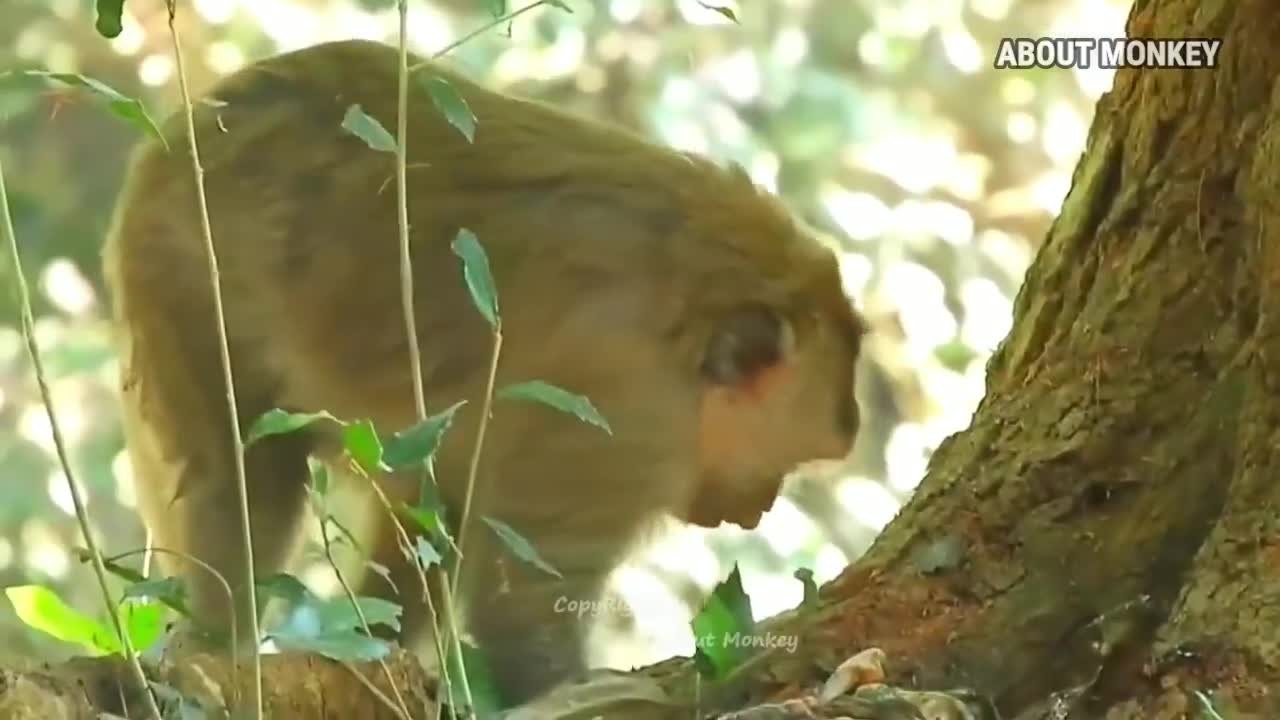 monkeys fail to give birth