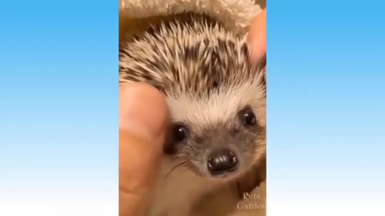 Funny Animals 🤣