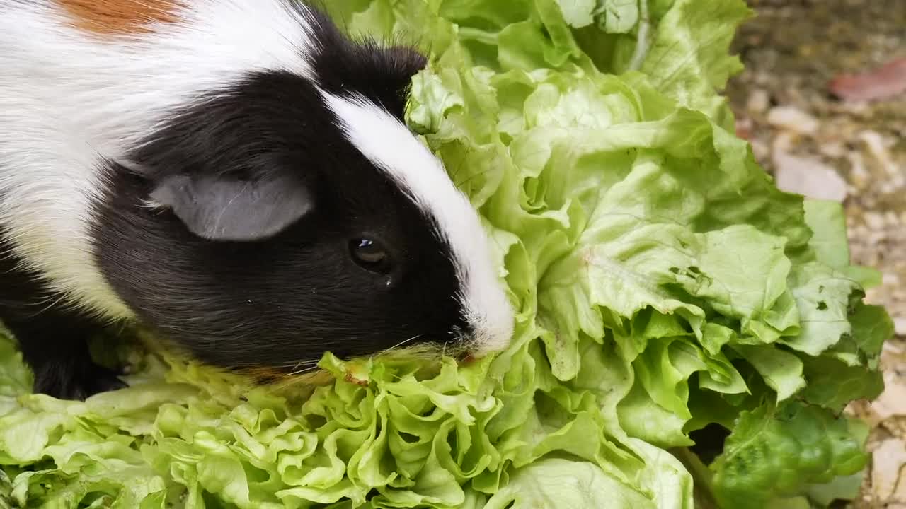 Guinea Pig Salad Eat Rodent Cute Sweet Hunger