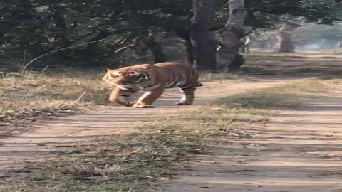 Tiger in jungle