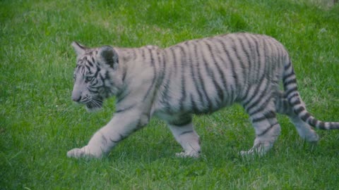 White Snow Tiger Walking Slowly in a Green Garden! 🐅❄️