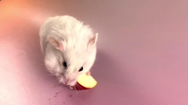 The hamster’s eating an apple 🐹 ASMR #15 #crunchcrunchhamster #hamster #asmr